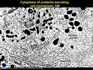 Cytoplasm of prolactin-secreting
cell (lactotrope), EM
Secretory
granule
Golgi
Rough ER
Marilyn Farquhar in Memoirs of the Society for Endocrinology
Aug 26, 2013 Umar Ahmad 17
 