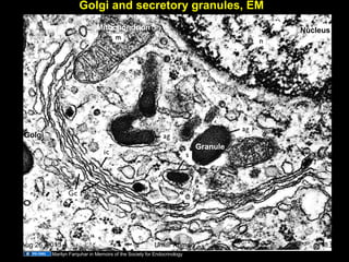 Golgi and secretory granules, EM
Golgi
Granule
Mitochondrion Nucleus
Marilyn Farquhar in Memoirs of the Society for Endocrinology
Aug 26, 2013 Umar Ahmad 18
 