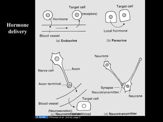 Hormone
delivery
(receptors)
(Neurosecretion)
Synapse
O'Riordan et al., 2nd ed, page 5
Aug 26, 2013 Umar Ahmad 2
 
