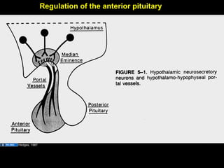 Regulation of the anterior pituitary
Hedges, 1987
Aug 26, 2013 Umar Ahmad 20
 