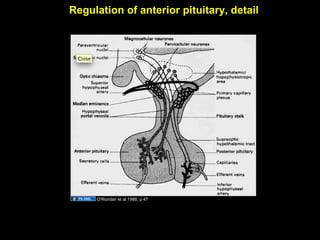 Regulation of anterior pituitary, detail
O'Riordan et al 1988, p 47
Aug 26, 2013 Umar Ahmad 21
 