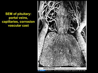 SEM of pituitary:
portal veins,
capillaries, corrosion
vascular cast
Murakami T, 1975, Archivum Histologicum Japanicum 38:151-168
Aug 26, 2013 Umar Ahmad 22
 