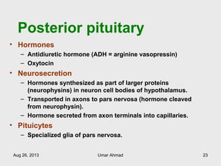 Posterior pituitary
• Hormones
– Antidiuretic hormone (ADH = arginine vasopressin)
– Oxytocin
• Neurosecretion
– Hormones synthesized as part of larger proteins
(neurophysins) in neuron cell bodies of hypothalamus.
– Transported in axons to pars nervosa (hormone cleaved
from neurophysin).
– Hormone secreted from axon terminals into capillaries.
• Pituicytes
– Specialized glia of pars nervosa.
Aug 26, 2013 Umar Ahmad 23
 