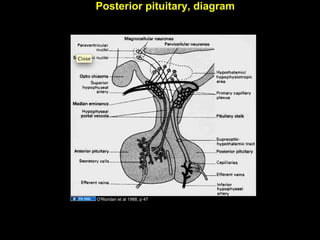 Posterior pituitary, diagram
O'Riordan et al 1988, p 47
Aug 26, 2013 Umar Ahmad 24
 