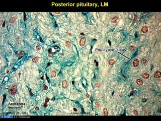 Posterior pituitary, LM
Axon cross
sections?
A.K. Christensen
Aug 26, 2013 Umar Ahmad 25
 