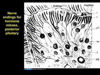 Nerve
endings for
hormone
release,
posterior
pituitary
CapillaryEndings
Pituicyte
Weiss Histology, ed 5
Aug 26, 2013 Umar Ahmad 26
 