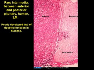 Pars intermedia,
between anterior
and posterior
pituitary, human,
LM.
Poorly developed and of
doubtful function in
humans.
Intermedia
Anterior Posterior
Humio Mizoguti, Kobe Univ Sch Med, slide 516
Aug 26, 2013 Umar Ahmad 27
 