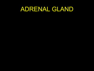 ADRENAL GLAND
Aug 26, 2013 Umar Ahmad 29
 