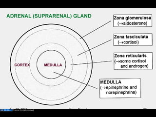 Adrenal (suprarenal) gland
Source UndeterminedAug 26, 2013 Umar Ahmad 30
 