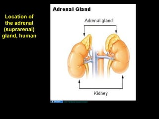 Location of
the adrenal
(suprarenal)
gland, human
US Federal Government
Aug 26, 2013 Umar Ahmad 31
 
