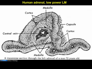 Human adrenal, low power LM
Bailey’s Histology
Aug 26, 2013 Umar Ahmad 32
 