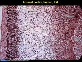 Adrenal cortex, human, LM
Hadley Kirkman slide collection, slide K285
Aug 26, 2013 Umar Ahmad 34
 