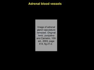 Adrenal blood vessels
Image of adrenal
gland vasculature
removed. Original
here: Junqueira
and Carneiro, 10th
ed., 2003, page
414, fig 21-2.
Aug 26, 2013 Umar Ahmad 36
 