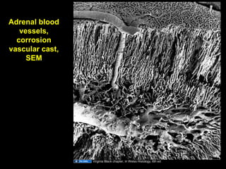 Adrenal blood
vessels,
corrosion
vascular cast,
SEM
Virginia Black chapter, in Weiss Histology, 6th ed
Aug 26, 2013 Umar Ahmad 37
 