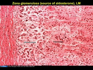 Zona glomerulosa (source of aldosterone), LM
Fasciculata
Humio Mizoguti, Kobe Univ Sch Med, slide 548
Aug 26, 2013 Umar Ahmad 38
 