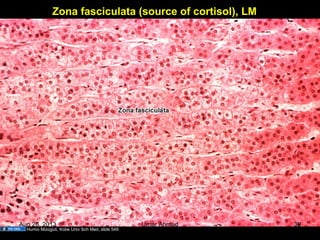 Zona fasciculata (source of cortisol), LM
Humio Mizoguti, Kobe Univ Sch Med, slide 549
Aug 26, 2013 Umar Ahmad 39
 