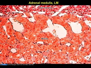 Adrenal medulla, LM
Humio Mizoguti, Kobe Univ Sch Med, slide 565
Aug 26, 2013 Umar Ahmad 44
 