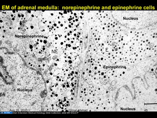 EM of adrenal medulla: norepinephrine and epinephrine cells
Nucleus
Nucleus
Nucleus
Norepinephrine
Epinephrine
Stan Erlandsen Medical Histology Slide Collection, slide MH 9/G/2-P
Aug 26, 2013 Umar Ahmad 45
 