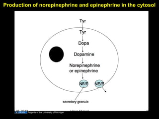 Production of norepinephrine and epinephrine in the cytosol
Regents of the University of MichiganAug 26, 2013 Umar Ahmad 46
 