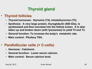 Thyroid gland
• Thyroid follicles
– Thyroid hormones: thyroxine (T4), triiodothyronine (T3).
– Synthesis: A very large protein, thyroglobulin (660 kDa), is
synthesized and then secreted into the follicle lumen. It is later
taken up and broken down (with lysosomes) to yield T4 and T3.
– General function: To increase the body's metabolic rate.
– Main control: Pituitary TSH.
• Parafollicular cells (= C-cells)
– Hormone: Calcitonin.
– General function: Lower serum calcium.
– Main control: Serum calcium level.
Aug 26, 2013 Umar Ahmad 49
 