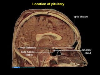 Location of pituitary
US Federal Government
Aug 26, 2013 Umar Ahmad 5
 