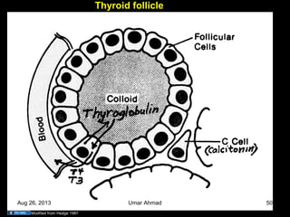 Thyroid follicle
Modified from Hedge 1987
Aug 26, 2013 Umar Ahmad 50
 