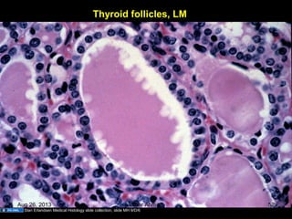 Thyroid follicles, LM
Stan Erlandsen Medical Histology slide collection, slide MH 9/D/6
Aug 26, 2013 Umar Ahmad 52
 