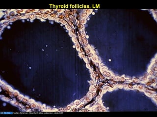 Thyroid follicles, LM
Hadley Kirkman (Stanford) slide collection, slide K27
Aug 26, 2013 Umar Ahmad 53
 