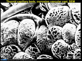 Thyroid capillary beds, corrosion vascular cast, SEM
Stan Erlandsen Medical Histology slide set, slide MH 9/D/5
Aug 26, 2013 Umar Ahmad 54
 
