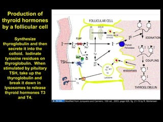 Production of
thyroid hormones
by a follicular cell
Synthesize
thyroglobulin and then
secrete it into the
colloid. Iodinate
tyrosine residues on
thyroglobulin. When
stimulated by pituitary
TSH, take up the
thyroglobulin and
break it down in
lysosomes to release
thyroid hormones T3
and T4.
Colloid
Modified from Junqueira and Carneiro, 10th ed., 2003, page 426, fig. 21-19 by R. Mortensen
Aug 26, 2013 Umar Ahmad 55
 