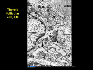 Thyroid
follicular
cell, EM
Nucleus
Colloid
Lysosome
Golgi
Porter and Bonneville, 1968, Fine structure of cells and tissues, 3rd ed
Aug 26, 2013 Umar Ahmad 56
 