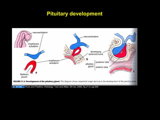 Pituitary development
Ross and Pawlina. Histology: Text and Atlas, 5th ed, 2006, fig 21.4, pg 690
Aug 26, 2013 Umar Ahmad 6
 