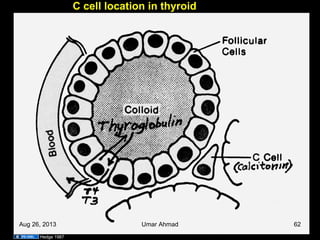 C cell location in thyroid
Hedge 1987
Aug 26, 2013 Umar Ahmad 62
 