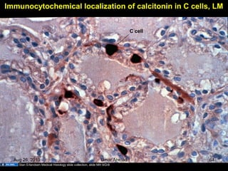Immunocytochemical localization of calcitonin in C cells, LM
C cell
Stan Erlandsen Medical Histology slide collection, slide MH 9/D/8
Aug 26, 2013 Umar Ahmad 64
 