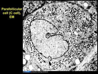 Parafollicular
cell (C cell),
EM
Junqueira histology textbook
Aug 26, 2013 Umar Ahmad 65
 
