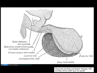 Pituitary nomenclature
Pituitary nomenclature
Please also see Ross and Pawlina. Histology: Text
and Atlas, 5th ed, 2006, fig 21.3b, pg 689
Gray’s Anatomy, wikimedia commons
Aug 26, 2013 Umar Ahmad 7
 
