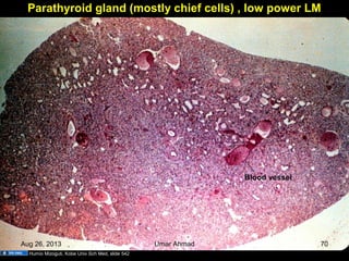 Parathyroid gland (mostly chief cells) , low power LM
Blood vessel
Humio Mizoguti, Kobe Univ Sch Med, slide 542
Aug 26, 2013 Umar Ahmad 70
 