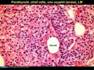 Parathyroid, chief cells, one oxyphil (arrow), LM
Fat cell
Humio Mizoguti, Kobe Univ Sch Med
Aug 26, 2013 Umar Ahmad 71
 
