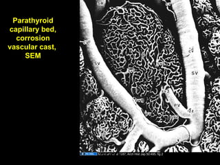 Parathyroid
capillary bed,
corrosion
vascular cast,
SEM
Murakami et al 1987, Arch Hist Jap 50:495, fig 2Aug 26, 2013 Umar Ahmad 72
 