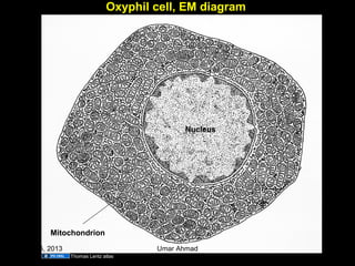 Oxyphil cell, EM diagram
Nucleus
Mitochondrion
Thomas Lentz atlas
Aug 26, 2013 Umar Ahmad 74
 
