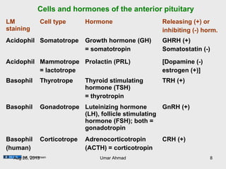 Cells and hormones of the anterior pituitary
LM
staining
Cell type Hormone Releasing (+) or
inhibiting (-) horm.
Acidophil Somatotrope Growth hormone (GH)
= somatotropin
GHRH (+)
Somatostatin (-)
Acidophil Mammotrope
= lactotrope
Prolactin (PRL) [Dopamine (-)
estrogen (+)]
Basophil Thyrotrope Thyroid stimulating
hormone (TSH)
= thyrotropin
TRH (+)
Basophil Gonadotrope Luteinizing hormone
(LH), follicle stimulating
hormone (FSH); both =
gonadotropin
GnRH (+)
Basophil
(human)
Corticotrope Adrenocorticotropin
(ACTH) = corticotropin
CRH (+)
A.K. ChristensenAug 26, 2013 Umar Ahmad 8
 