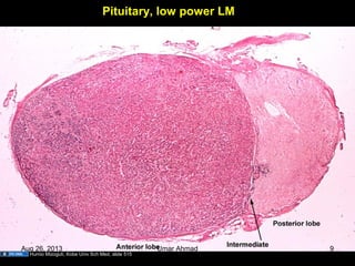 Pituitary, low power LM
Humio Mizoguti, Kobe Univ Sch Med, slide 515
Aug 26, 2013 Umar Ahmad 9
 