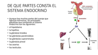 DE QUE PARTES CONSTA EL
SISTEMA ENDOCRINO
• Aunque hay muchas partes del cuerpo que
fabrican hormonas, las principales
glándulas que componen el sistema
endocrino son las siguientes:
• el hipotálamo
• la hipófisis
• la glándula tiroidea
• las glándulas paratiroideas
• las glándulas suprarrenales
• la glándula pineal
• los ovarios
• los testículos
 