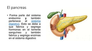 El pancreas
• Forma parte del sistema
endocrino y también
pertenece al sistema
digestivo. Esto se debe a
que fabrica y segrega
hormonas en el torrente
sanguíneo y también
fabrica y segrega enzimas
en el sistema digestivo
 