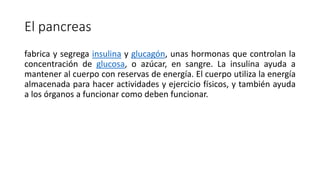 El pancreas
fabrica y segrega insulina y glucagón, unas hormonas que controlan la
concentración de glucosa, o azúcar, en sangre. La insulina ayuda a
mantener al cuerpo con reservas de energía. El cuerpo utiliza la energía
almacenada para hacer actividades y ejercicio físicos, y también ayuda
a los órganos a funcionar como deben funcionar.
 