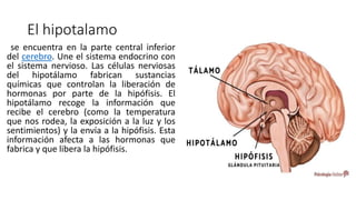 El hipotalamo
se encuentra en la parte central inferior
del cerebro. Une el sistema endocrino con
el sistema nervioso. Las células nerviosas
del hipotálamo fabrican sustancias
químicas que controlan la liberación de
hormonas por parte de la hipófisis. El
hipotálamo recoge la información que
recibe el cerebro (como la temperatura
que nos rodea, la exposición a la luz y los
sentimientos) y la envía a la hipófisis. Esta
información afecta a las hormonas que
fabrica y que libera la hipófisis.
 