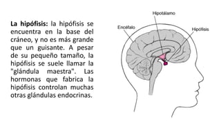 La hipófisis: la hipófisis se
encuentra en la base del
cráneo, y no es más grande
que un guisante. A pesar
de su pequeño tamaño, la
hipófisis se suele llamar la
"glándula maestra". Las
hormonas que fabrica la
hipófisis controlan muchas
otras glándulas endocrinas.
 
