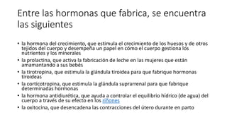 Entre las hormonas que fabrica, se encuentra
las siguientes
• la hormona del crecimiento, que estimula el crecimiento de los huesos y de otros
tejidos del cuerpo y desempeña un papel en cómo el cuerpo gestiona los
nutrientes y los minerales
• la prolactina, que activa la fabricación de leche en las mujeres que están
amamantando a sus bebés
• la tirotropina, que estimula la glándula tiroidea para que fabrique hormonas
tiroideas
• la corticotropina, que estimula la glándula suprarrenal para que fabrique
determinadas hormonas
• la hormona antidiurética, que ayuda a controlar el equilibrio hídrico (de agua) del
cuerpo a través de su efecto en los riñones
• la oxitocina, que desencadena las contracciones del útero durante en parto
 