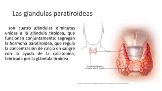Las glandulas paratiroideas
son cuatro glándulas diminutas
unidas a la glándula tiroidea, que
funcionan conjuntamente: segregan
la hormona paratiroidea, que regula
la concentración de calcio en sangre
con la ayuda de la calcitonina,
fabricada por la glándula tiroidea
 
