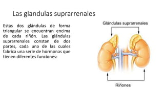 Las glandulas suprarrenales
Estas dos glándulas de forma
triangular se encuentran encima
de cada riñón. Las glándulas
suprarrenales constan de dos
partes, cada una de las cuales
fabrica una serie de hormonas que
tienen diferentes funciones:
 